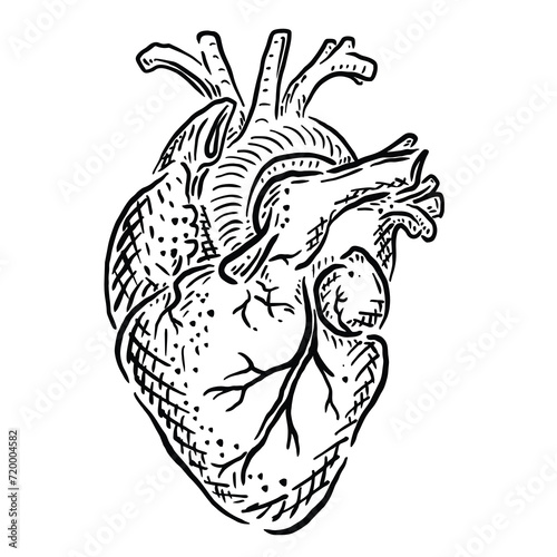 vector sketch of a human heart