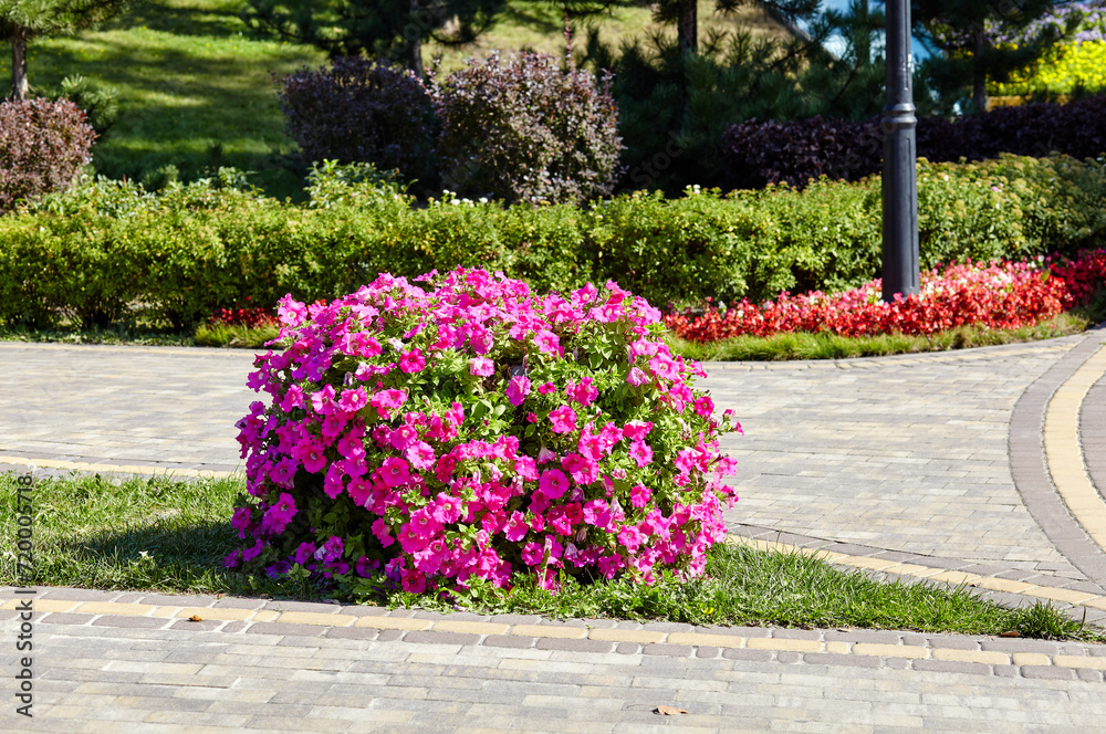 Fototapeta premium Petunia, purple Petunias in the pot. Lush blooming colorful common garden petunias in city park. Family name Solanaceae, Scientific name Petunia