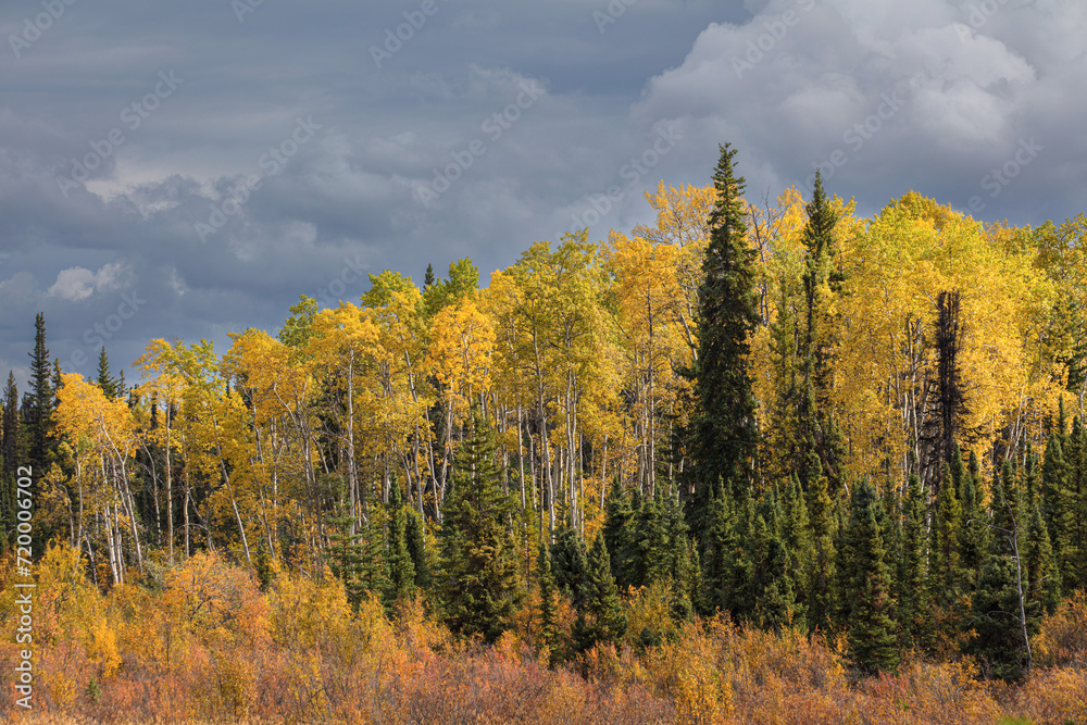 Boreal forest with spruce and birch trees in autumn colors against overcast sky
