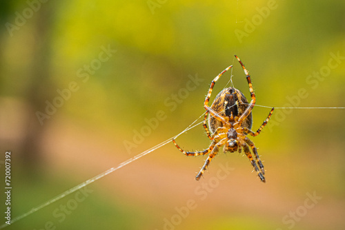 spider on the web