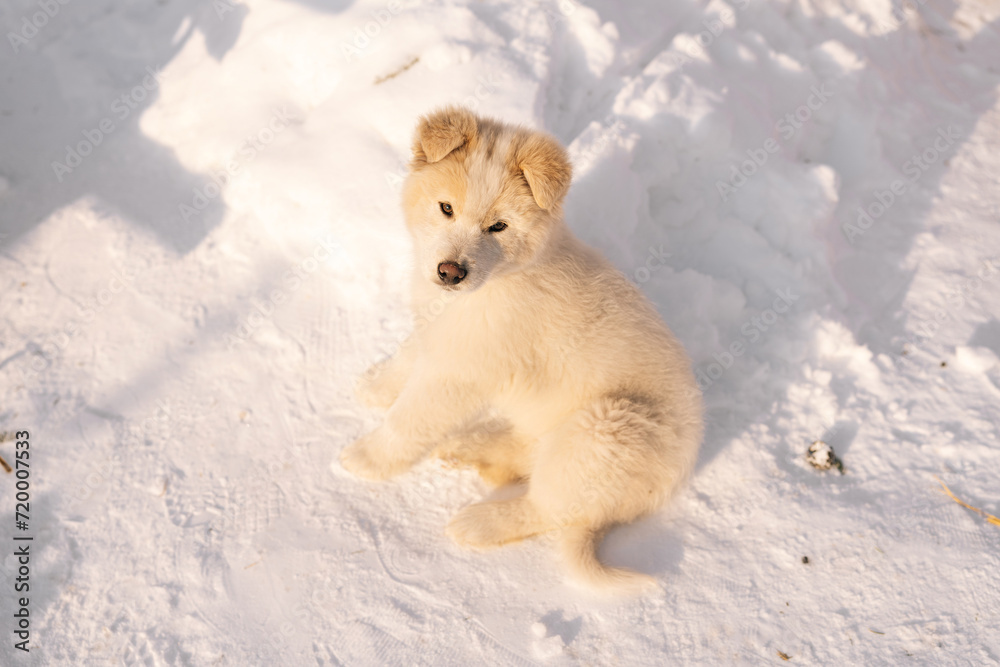 High-angle view of cute little puppy dog walking alone in snow at backyard, having winter fun. White dog pet enjoying winter playing in snow on sunny day, no people. Concept of home cozy atmosphere. High-angle view of cute little puppy dog walking alone in snow at backyard, having winter fun. White dog pet enjoying winter playing in snow on sunny day, no people. Concept of home cozy atmosphere.
