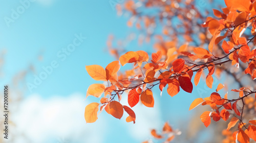 Red and orange autumn leaves