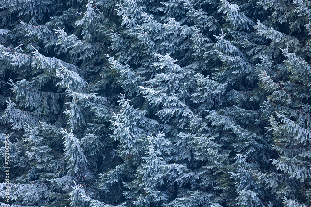 Frozen spruce branches - winter background