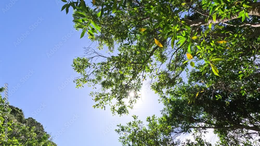Sunny Day Through Treetops Sunny Day Through Treetops