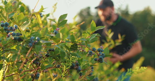 A man in a black T-shirt and cap examines blueberry bushes and collects berries.
