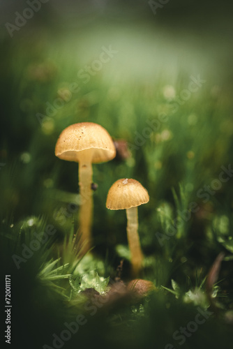 mushrooms in the forest © Jan