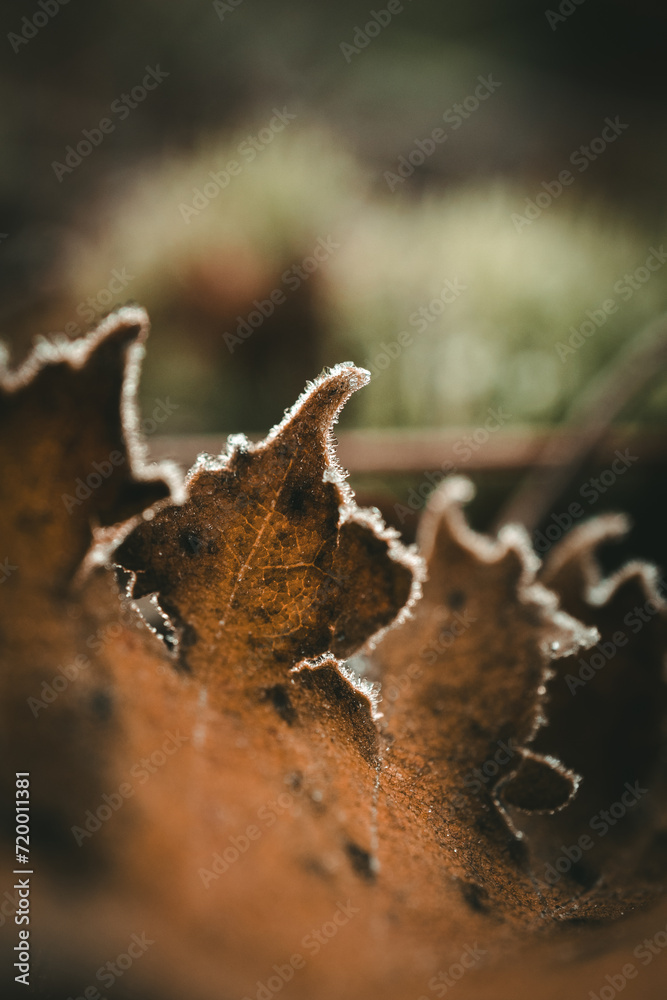 Frozen leaf on the ground Frozen leaf on the ground