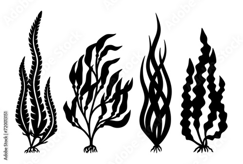 Set of algae silhouettes. Black plants isolated on white background. Long wavy leaves, roots. Sea Laminaria. Template for plotter laser cutting of paper, fretwork, wood carving, metal engraving, cnc. photo