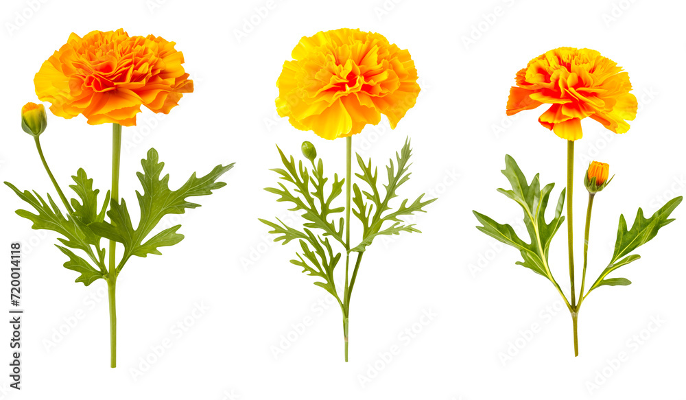 Obraz premium Set of stem marigold flowers with green leaves on a transparent background.