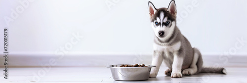 A cute husky puppy sits on the floor next to a bowl of dry food, against a background of a gray wall with copy space. Animal care concept