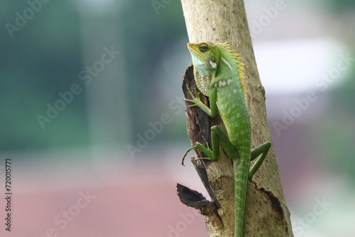green lizard on a tree
