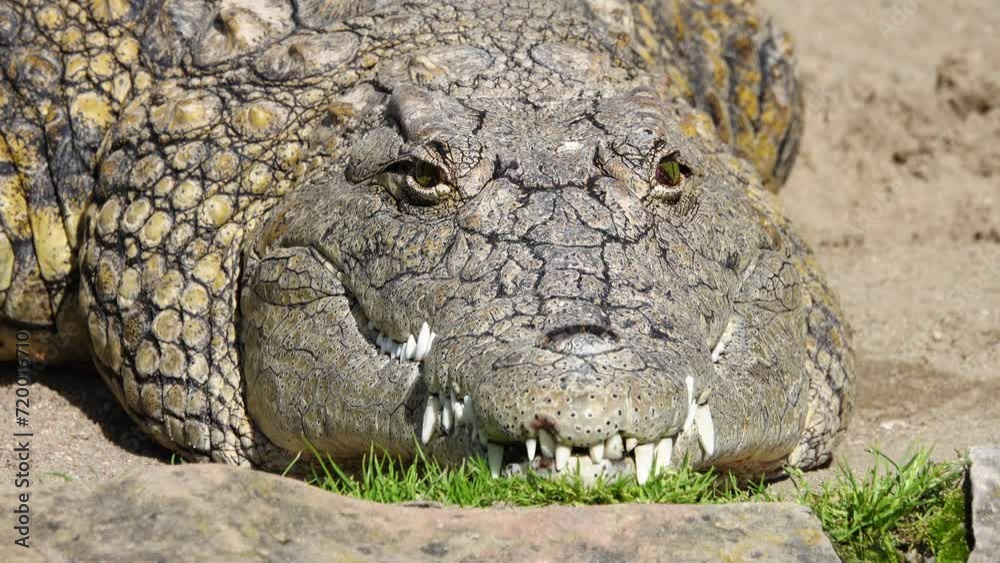 Nile crocodile (crocodylus niloticus) closes one eye. close up, slow motion Nile crocodile (crocodylus niloticus) closes one eye. close up, slow motion