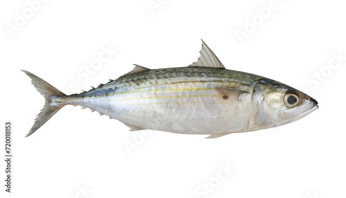 Raw Indian mackerel isolated on white background, Rastrelliger kanagurta