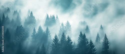 Misty forest with towering, silhouetted pine trees.
