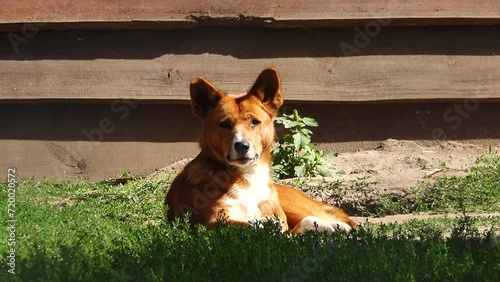 Australian dingo (canis dingo) lies on green grass photo