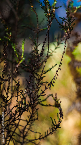 Fougères et bruyères sauvages, dans la forêt des Landes de Gascogne, pendant l'heure dorée © Anthony