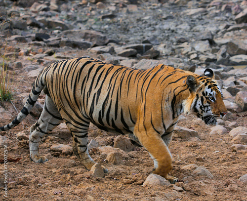 tiger in the wild