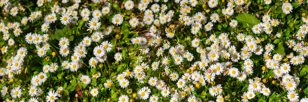 Flower meadow panorama (wide angle) with hundreds of blooming lawn daisies on a spring day in Iserlohn Sauerland Germany. Common daisy (Bellis perennis) flowers with white petals and yellow stamens. Flower meadow panorama (wide angle) with hundreds of blooming lawn daisies on a spring day in Iserlohn Sauerland Germany. Common daisy (Bellis perennis) flowers with white petals and yellow stamens.