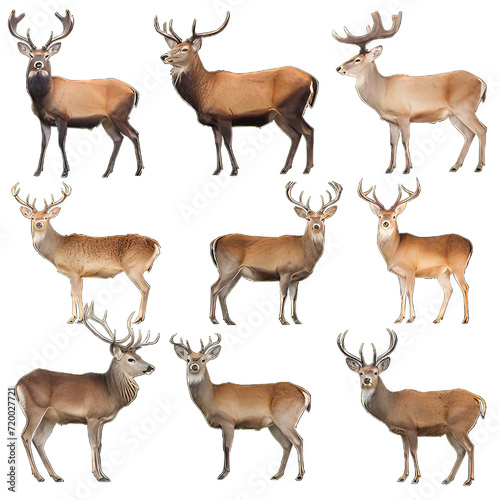Beautiful Deer isolated on white background. Deer on png transparent background