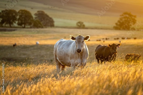 golden duck on a holistic farming of Angus  wagyu  and Murray Grey Cows eating long pasture in a hot dry summer at dusk in Australia