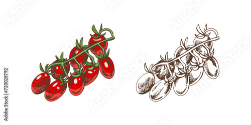 Hand-drawn colored and monochrome vector sketch  of cherry tomatoes on bunch.  Doodle vintage illustration. Decorations for the menu of cafes and labels. Engraved image.