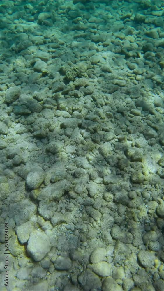 Stones seabed with sun glare in shallow water, Vertical video, Slow motion, Top view. Natural underwater background, Rhodes island, Mediterranean sea, Greece Stones seabed with sun glare in shallow water, Vertical video, Slow motion, Top view. Natural underwater background, Rhodes island, Mediterranean sea, Greece