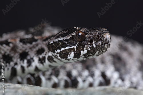 A Pygmy Rattlesnake resting on a rock 