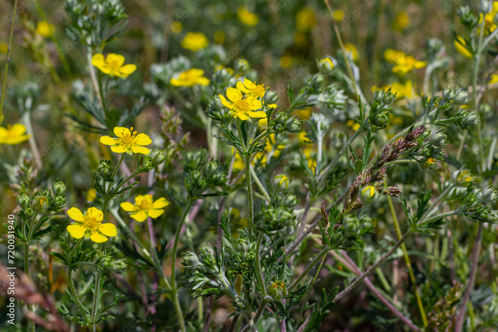 Obraz premium Potentilla neumanniana is a shrub with yellow flowers