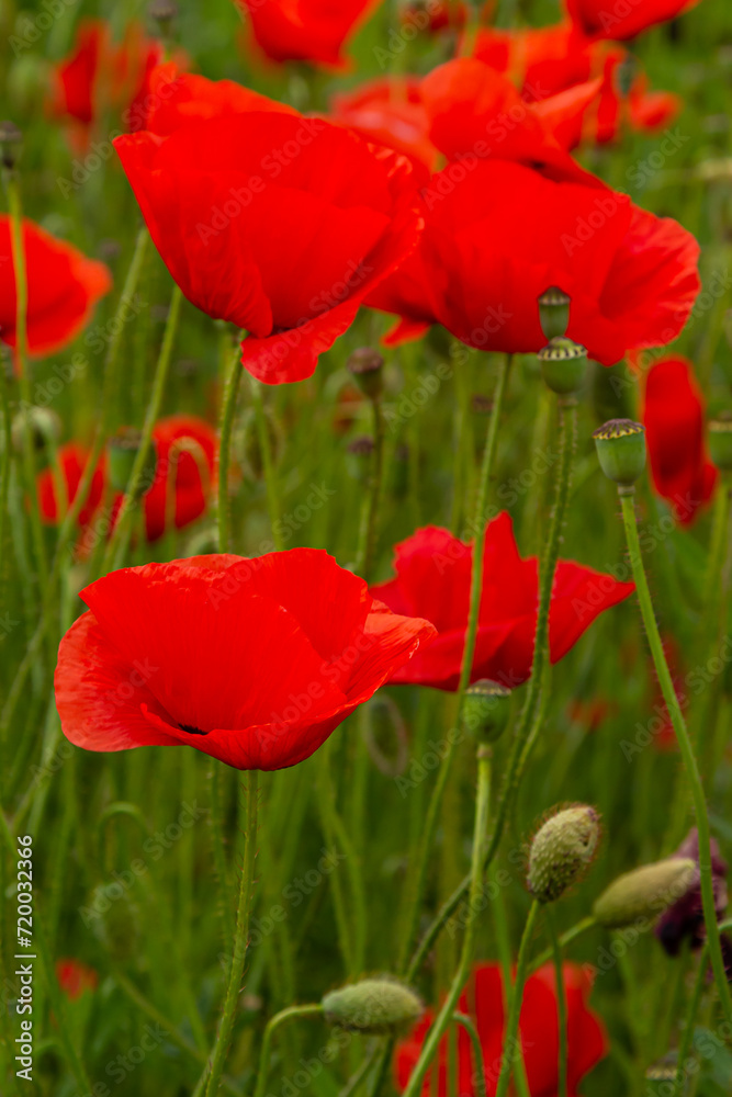Naklejka premium Papaver rhoeas or common poppy, red poppy is an annual herbaceous flowering plant in the poppy family, Papaveraceae, with red petals