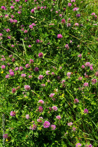 Trifolium pratense  red clover. Collect valuable flowers fn the meadow in the summer. Medicinal and honey-bearing plant  fodder and in folk medicine medically sculpted wild herbs