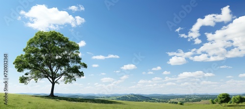 A tall green tree stands proudly on a hill  commanding attention against the backdrop of a wide open landscape  creating a majestic and expansive scene in nature.