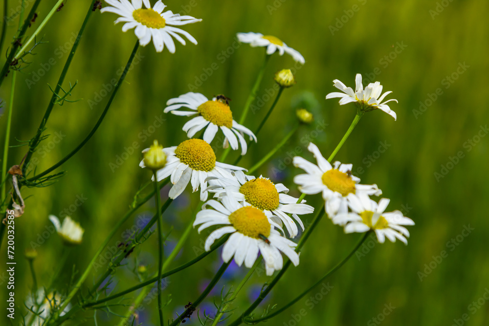 Flesh Flies belong to the family Sarcophagidae. Tripleurospermum