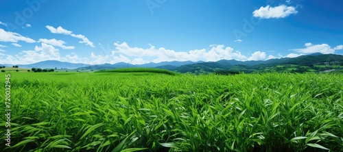 vast green grass field stretches beneath a serene blue sky adorned with fluffy clouds, while distant mountains provide a majestic backdrop, creating a harmonious and picturesque landscape.