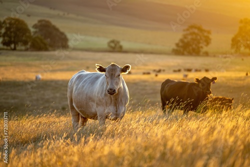 Stud Angus cows in a field free range beef cattle on a farm. Portrait of cow close up in golden light in australia. © William