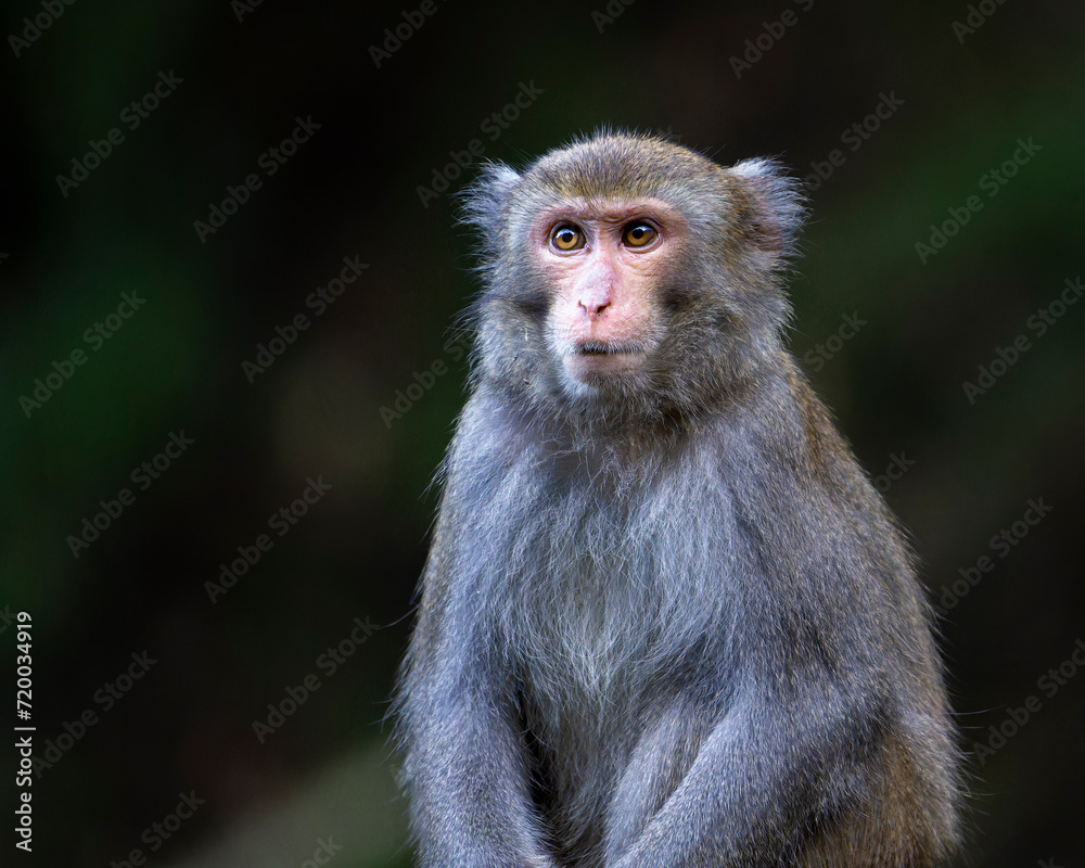 Formosan Rock Macaque, Macaca cyclopis monkey in the forest
Formosan Rock Macaque, Macaca cyclopis monkey in the forest