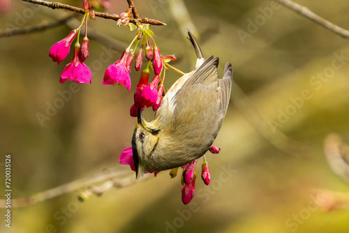 Taiwan yuhina, Yuhina brunneiceps eating from flower
 photo