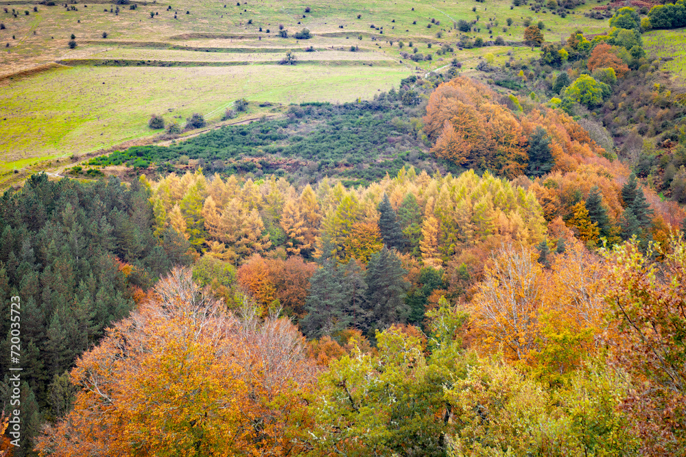 Colores de otoño en la Selva de Irati, Navarra un dia de Noviembre con niebla y lluvia
