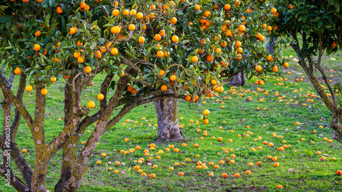 orange orchard, Randa, municipality of Algaida, Majorca, Balearic Islands, Spain