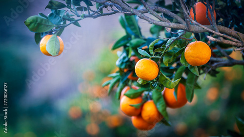 orange orchard, Randa, municipality of Algaida, Majorca, Balearic Islands, Spain photo