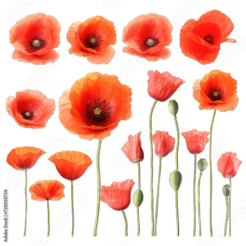 Poppies flowers  isolated on white background.   Poppies flowers on  png transparent background