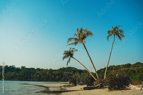 Palm Beach In Tropical Idyllic Paradise in Koh Kood island  Thailand. Beautiful tropical beach blue sky and coconut palm trees. Coconut trees  palm trees at tropical coast on beach.