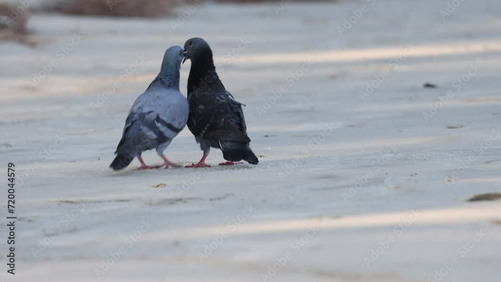 Pigeons Courting and Mating Dance Pigeons Courting and Mating Dance