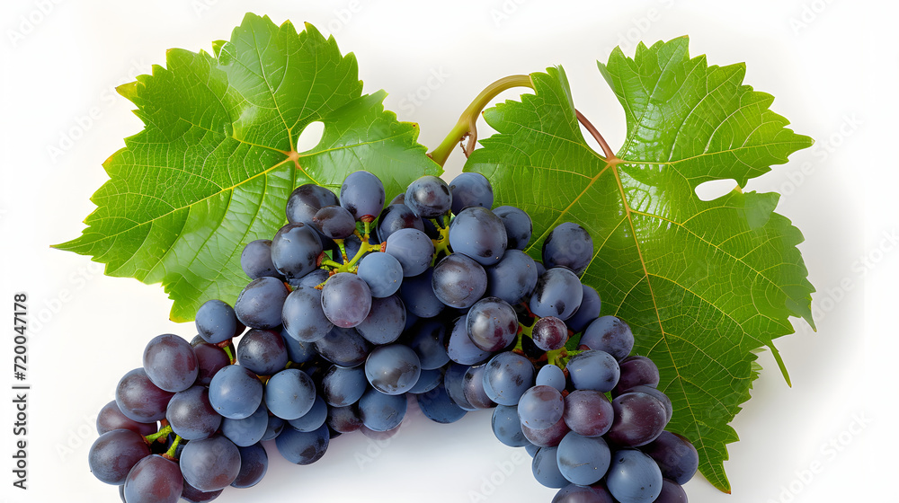 Fototapeta premium Blue grape cluster with leaves