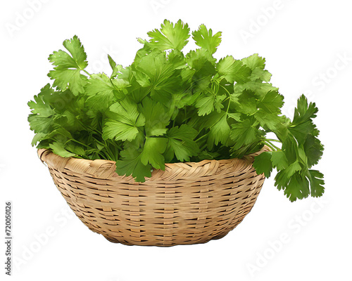 Fresh parsley in basket on white background. Coriander Green Leaves on  png transparent background