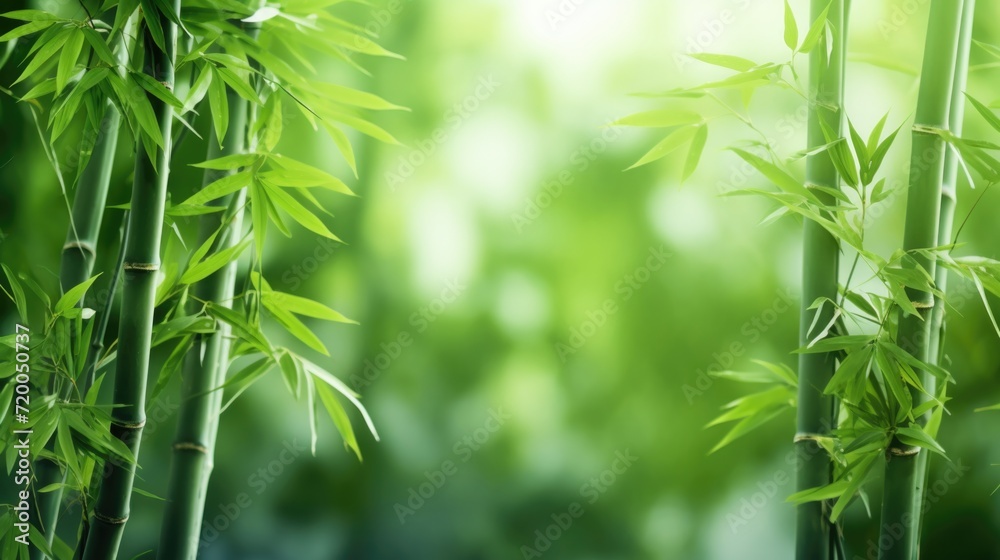 Bamboo forest background, green leaves with space for text. Bamboo forest background, green leaves with space for text.