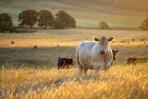 Fototapeta Naklejka Na Ścianę i Meble -  golden duck on a holistic farming of Angus, wagyu, and Murray Grey Cows eating long pasture in a hot dry summer at dusk in Australia