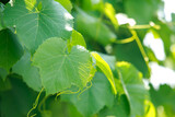 Background of green grape leaves