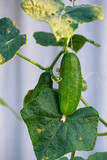 green cucumber on a branch