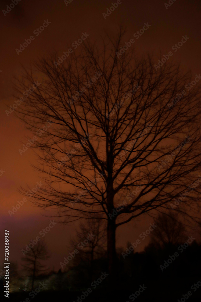 silhouette of tree at sunset