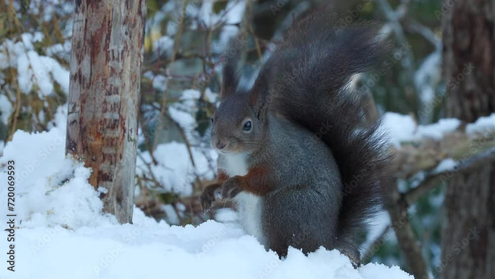 red squirrel animal on ground feeding nuts sciurus vulgaris natural world norway red squirrel animal on ground feeding nuts sciurus vulgaris natural world norway